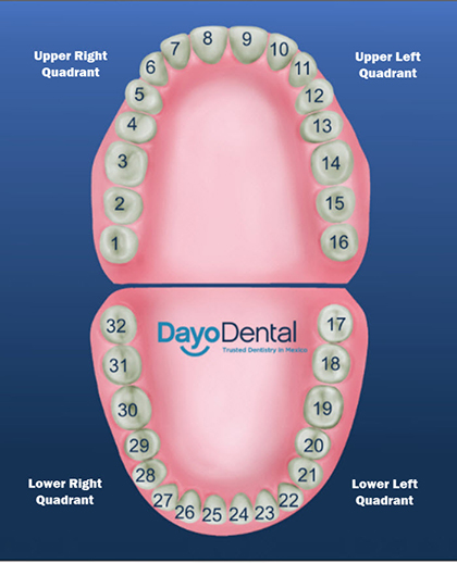 Teeth Numbers and Names - Human Teeth Chart